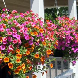 You have a penchant for hanging plants? – Hanging flower pots on the porch