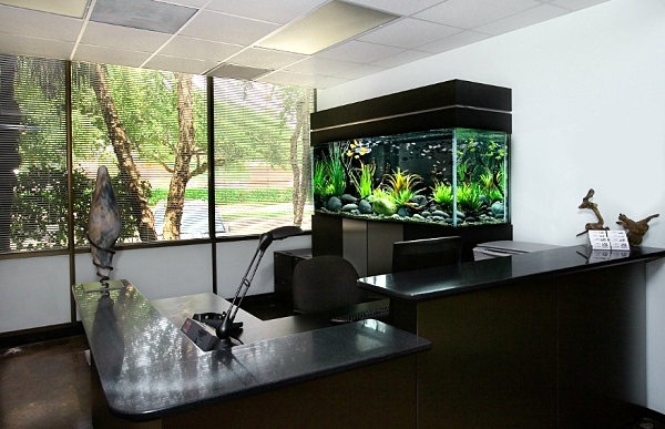 Aquarium at work – soothing and beautiful decoration