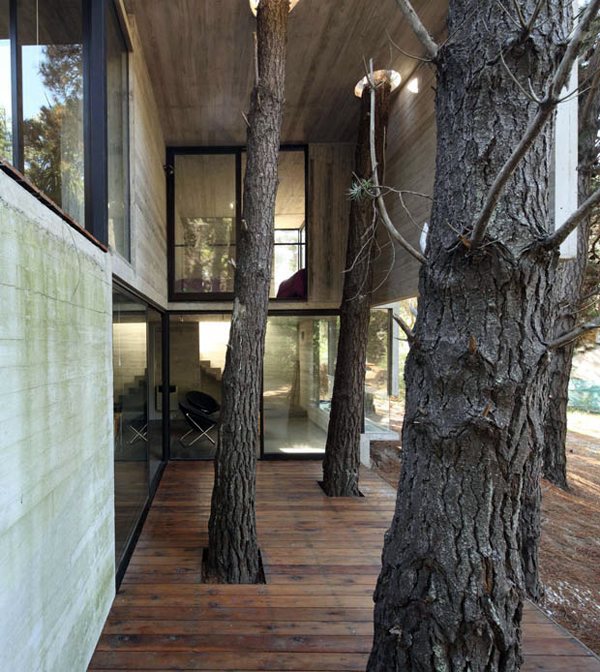 Architecture: tree preservation on site