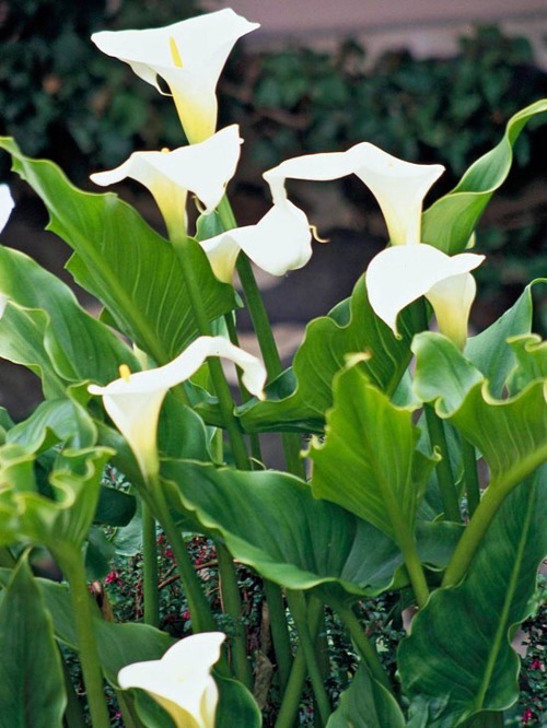 Beautiful white flowers for your garden