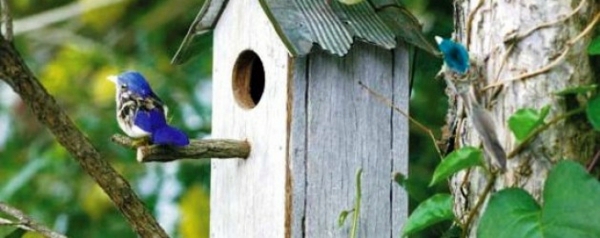 Build bird house itself – you contribute to wildlife