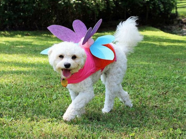 Cool Dog Clothing for Halloween