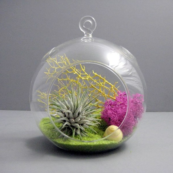 Create a unique air plant terrarium