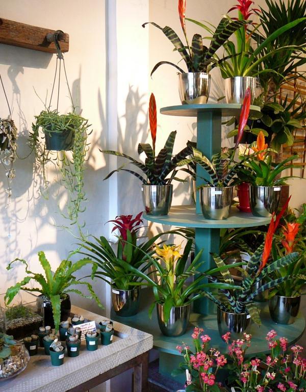 Exotic Decoration with tropical plants – how to care for bromeliads properly