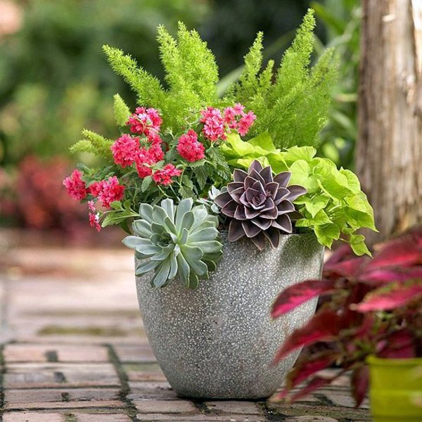 Garden ideas in autumn – bring your potted plants indoors!