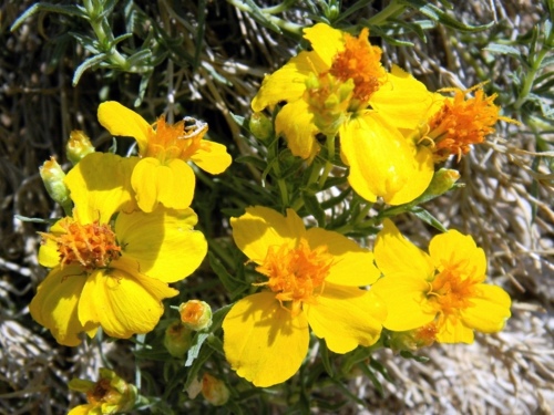 Great Design Plant: The zinnia in the garden brightens dry spots