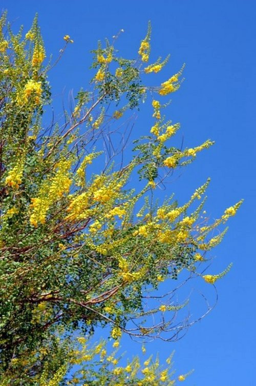 Great plant – bird of paradise shrub for a sunny southwestern style