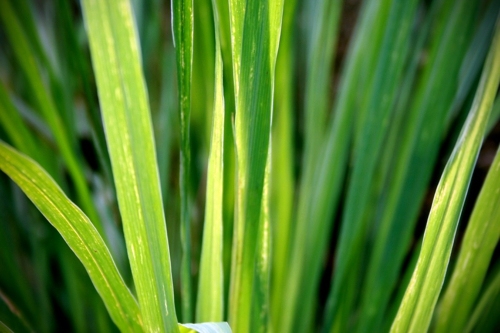 Grow your own abundant medicinal plant such as lemon grass in the garden