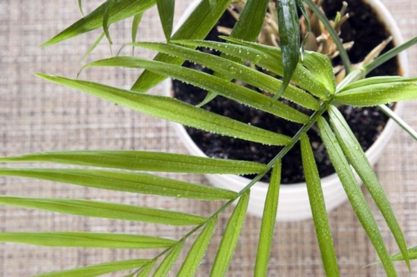Indoor palm images – which are the typical types of palm trees?