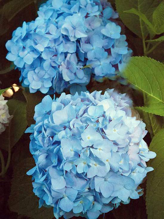 Install the most beautiful blue flowers in the garden