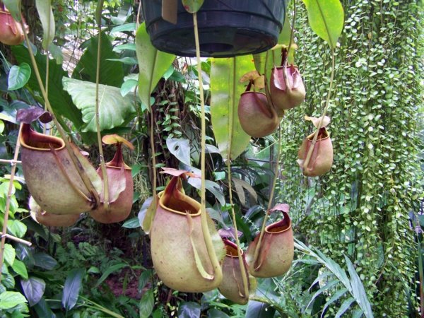 Just make a summer oasis by a few tropical plants in flowerpot