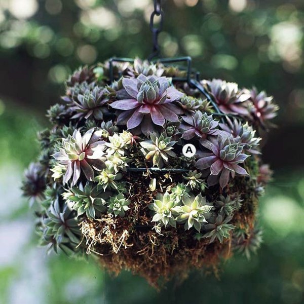 Landscaping: Create stunning in the garden, hanging baskets