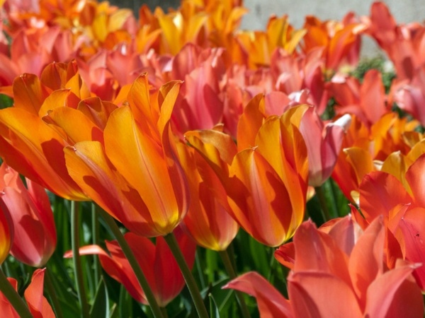 Landscaping Ideas with spring flowers – the beauty of tulips
