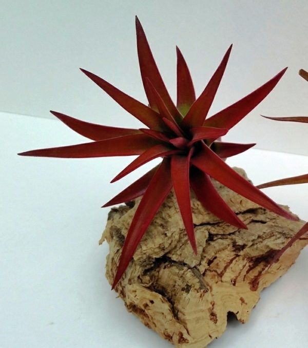 Modern planters designed for air plants from experts