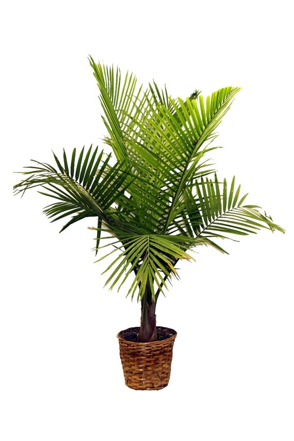 Palm species as house plants – hardy, exotic solutions