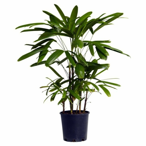 Palm species houseplants – Rhapis excelsa is one of the most popular indoor palm trees