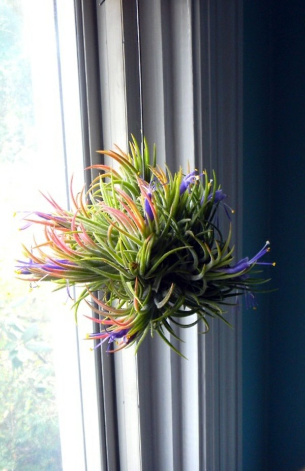 Plant Care – air plants as a great decoration