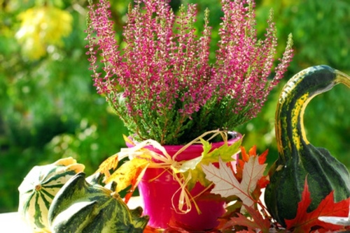 Pretty balcony plants for the cold season