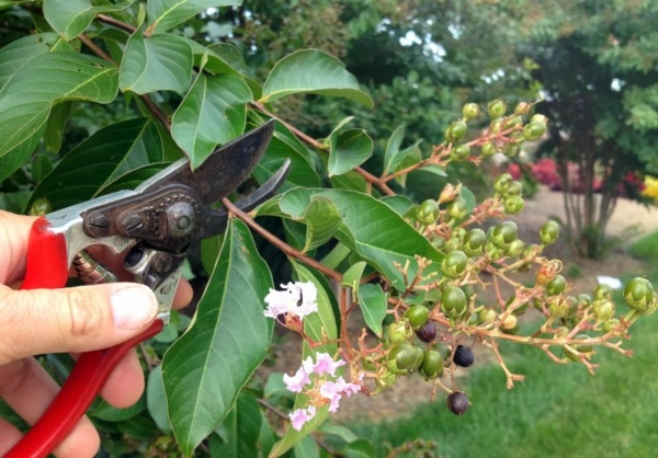 Rose pruning in spring or autumn – cut roses properly