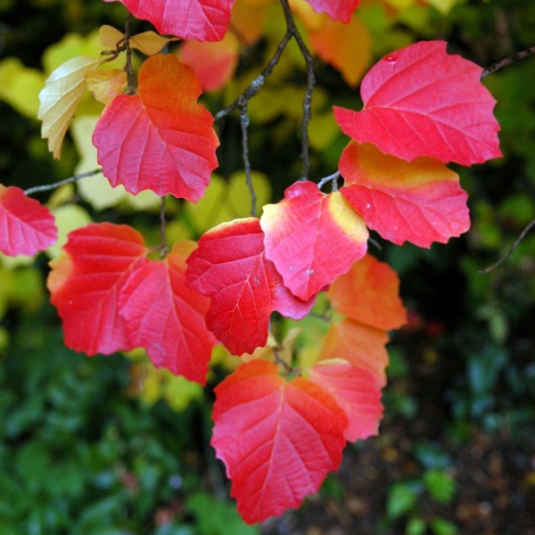 The Dwarf Fothergilla rebounds in autumn