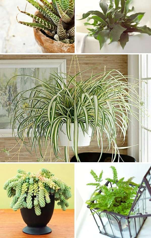 What indoor plants need little light?