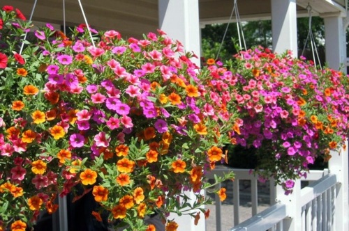 You have a penchant for hanging plants? – Hanging flower pots on the porch