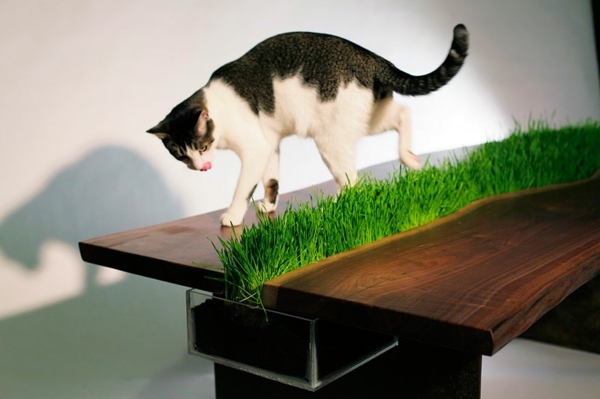 Cat Furniture Design - fun, creative cats Hide