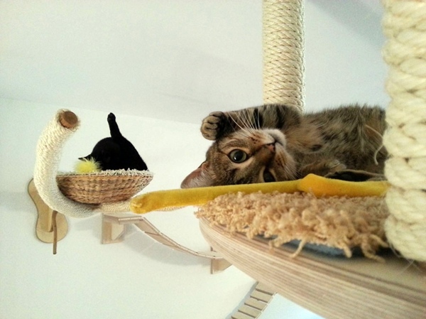 Cat Furniture Design - fun, creative cats Hide