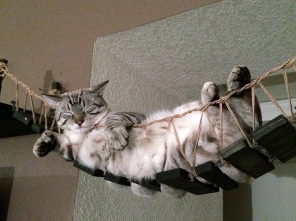 Cat Furniture Design - fun, creative cats Hide