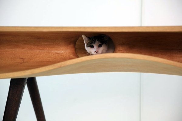Cat Furniture Design - fun, creative cats Hide