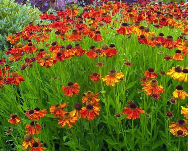 Gartengestaltung - A great ornamental plant: With Sneezeweed your garden blooms all summer long! Gartengestaltung - A great ornamental plant: With Sneezeweed your garden blooms all summer long!
