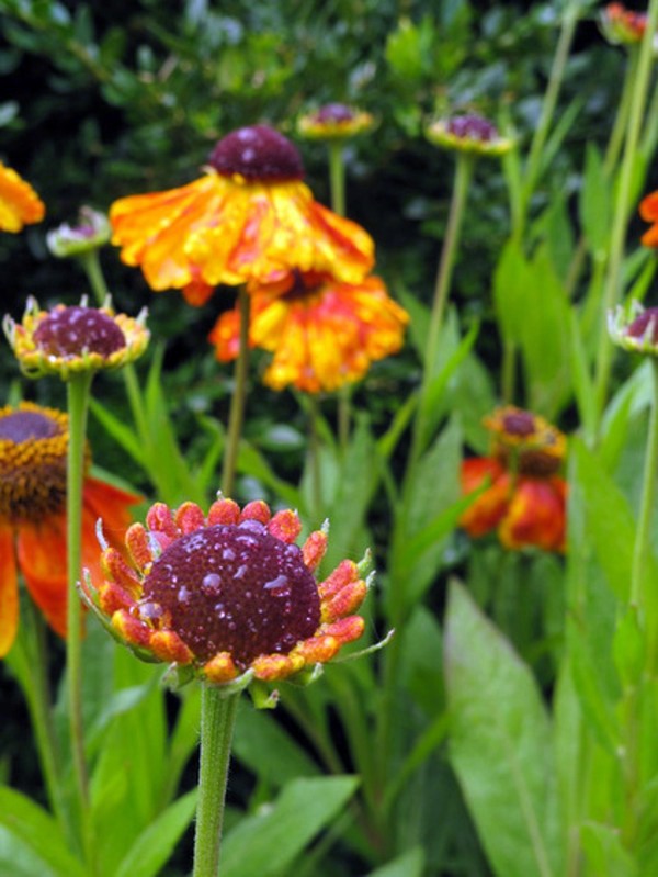 A great ornamental plant: With Sneezeweed your garden blooms all summer long!