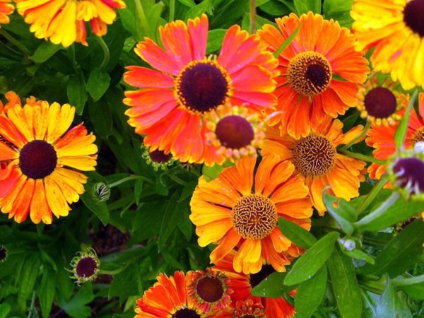 A great ornamental plant: With Sneezeweed your garden blooms all summer long!