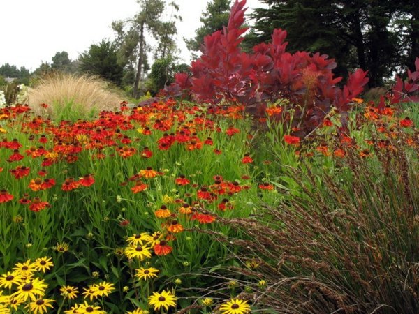 A great ornamental plant: With Sneezeweed your garden blooms all summer long!
