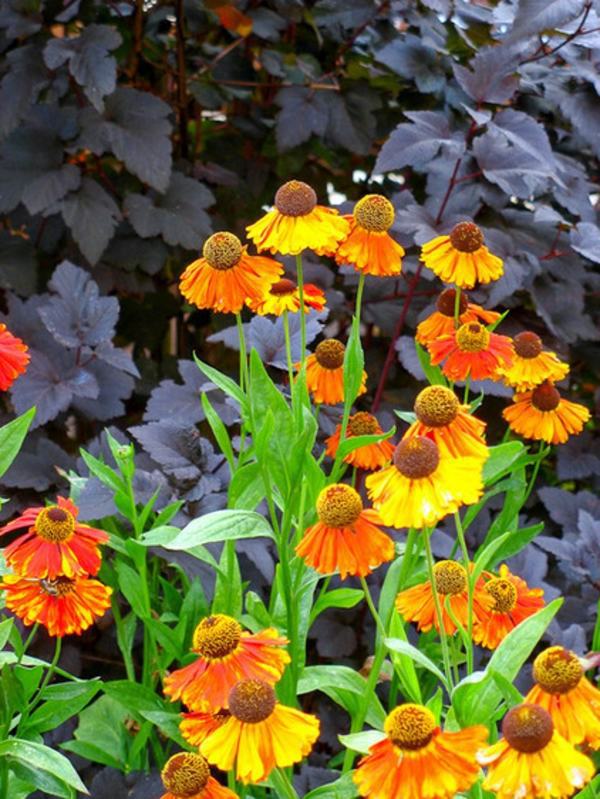 A great ornamental plant: With Sneezeweed your garden blooms all summer long!