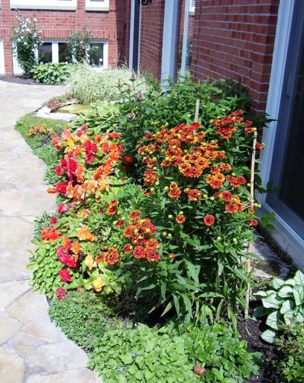A great ornamental plant With Sneezeweed your garden blooms all summer
