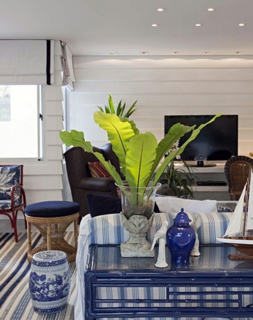 Give your home a tropical look with nest fern