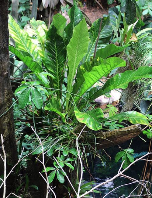 Give your home a tropical look with nest fern