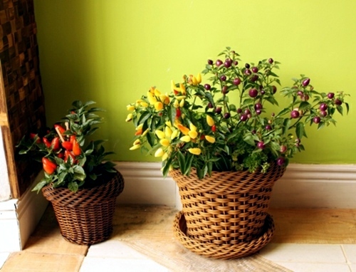 Herb garden ideas for wonderful Feng Shui Kitchen