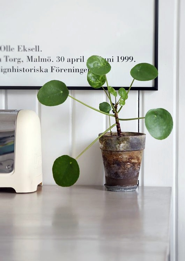Room verdure images and inspiring decor ideas Room verdure images and inspiring decor ideas