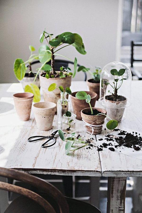 Room verdure images and inspiring decor ideas