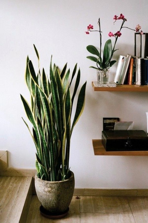 Room verdure images and inspiring decor ideas