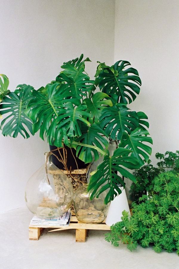 Room verdure images and inspiring decor ideas