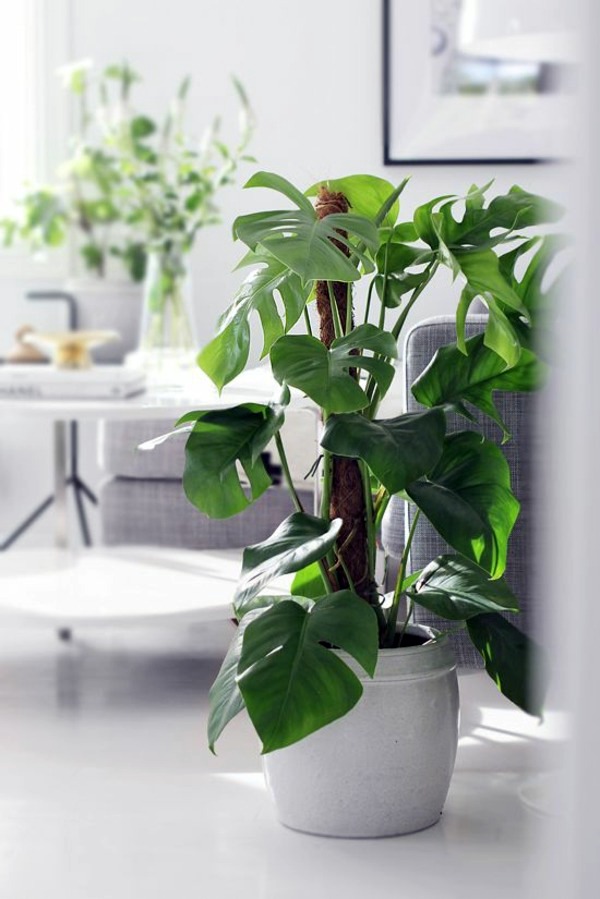 Room verdure images and inspiring decor ideas