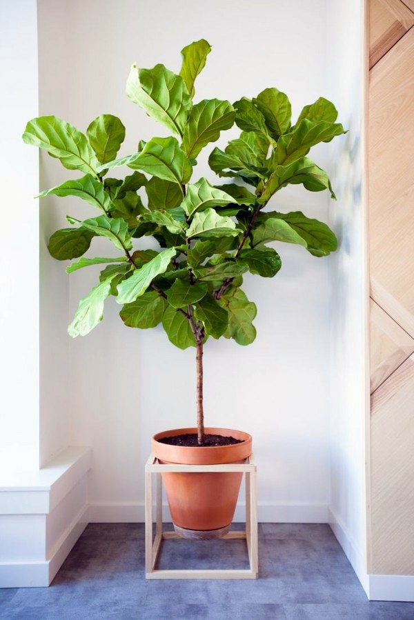 Room verdure images and inspiring decor ideas