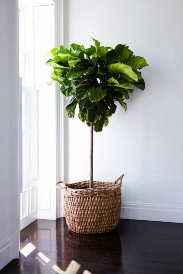 Room verdure images and inspiring decor ideas