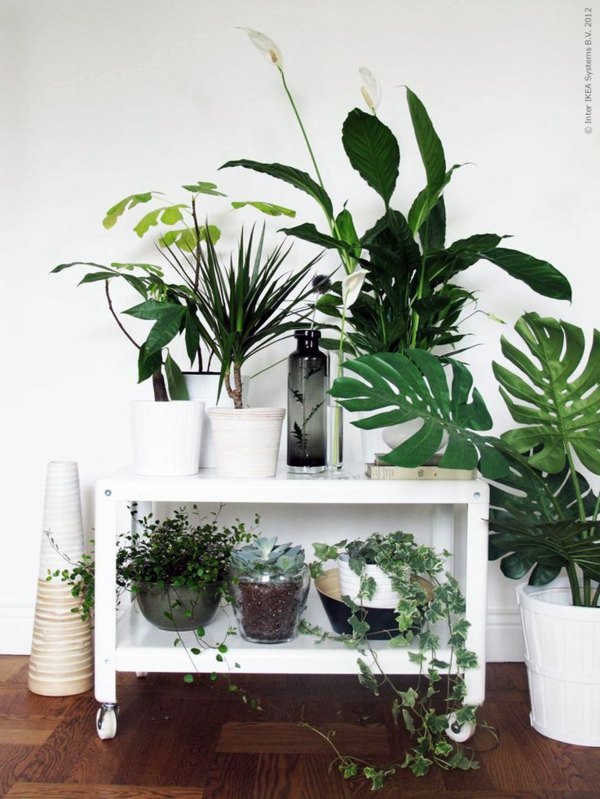 Room verdure images and inspiring decor ideas