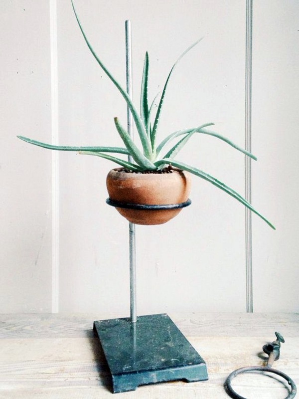 Room verdure images and inspiring decor ideas