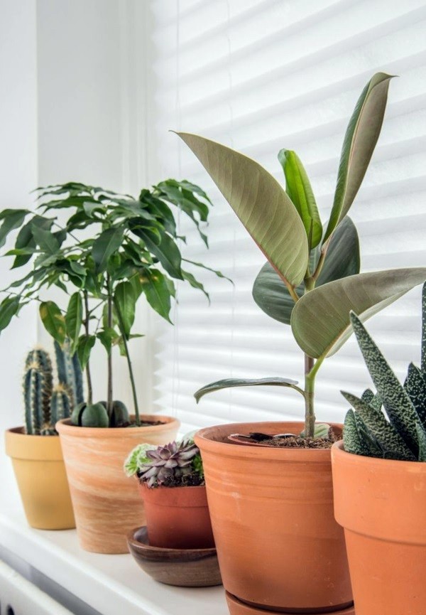 Room verdure images and inspiring decor ideas