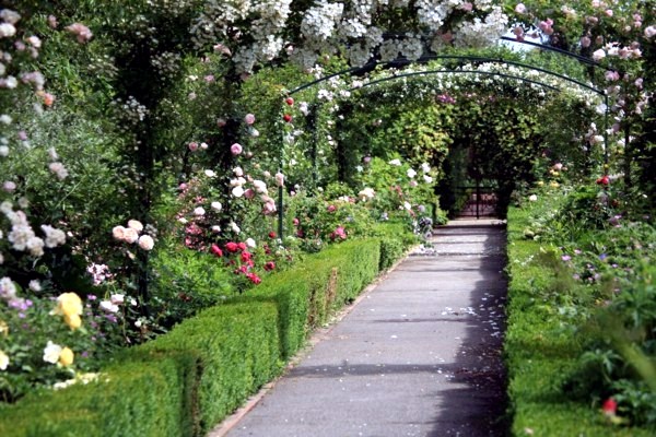 5 beautiful plant species for the structure in the garden 5 beautiful plant species for the structure in the garden